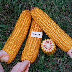 Crazi