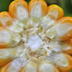 Makila