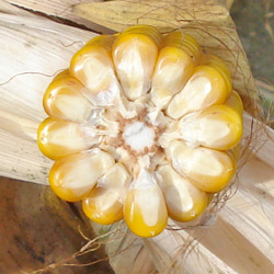 Makila