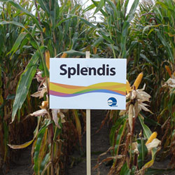 Splendis