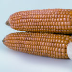 Burli