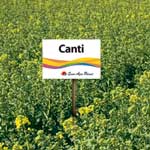 Canti